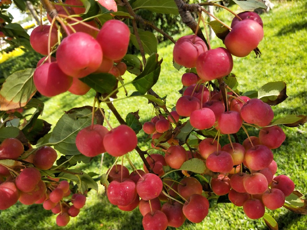 海棠果冷庫建造，海棠果長期存儲方法介紹