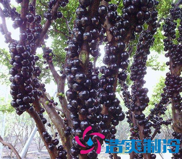 嘉寶果冷庫(kù)